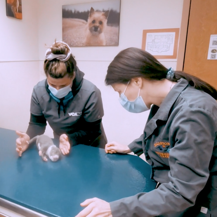 Recruiting Video – Balston Spa Animal Hospital